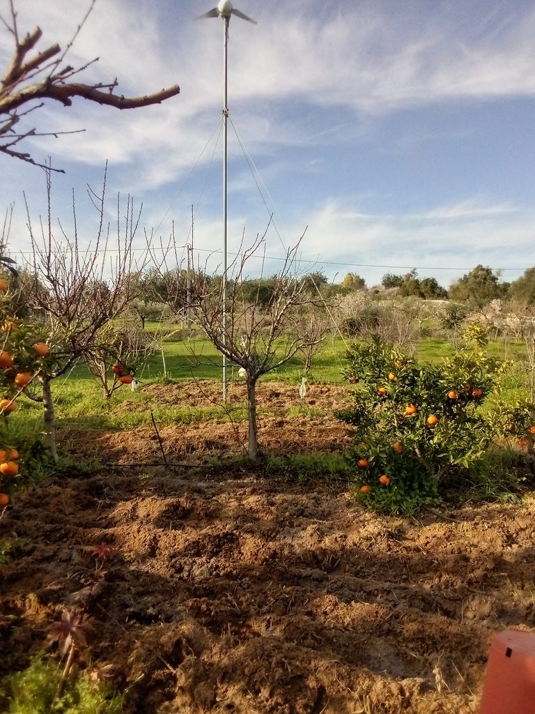 semeei algumas favas e ervilhas / Sowed favas and peas, Belmonte, Luz de Tavira, Algarve, Portugal